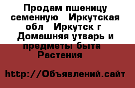 Продам пшеницу семенную - Иркутская обл., Иркутск г. Домашняя утварь и предметы быта » Растения   